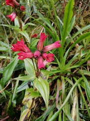 Gentianella jamesonii