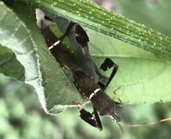 Leptoglossus phyllopus
