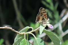 Junonia sophia