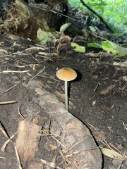 Oudemansiella