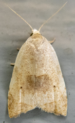 Coelostathma discopunctana