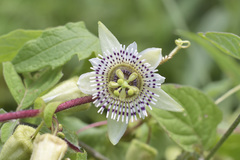Passiflora exsudans