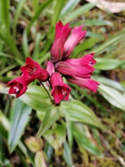 Gentianella jamesonii