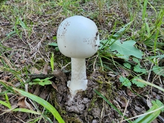 Amanita suballiacea