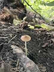 Oudemansiella
