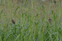 Spiza americana