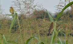 Spiza americana