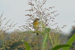 Spiza americana