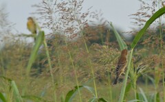 Spiza americana