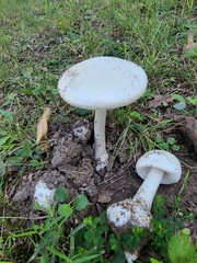 Amanita suballiacea