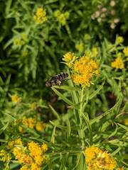 Eristalis dimidiata