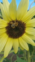 Apinae
