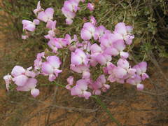 Podalyria leipoldtii