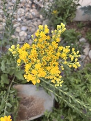 Solidago rigida