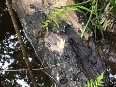 Odontotaenius disjunctus