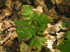 Botrypus virginianus