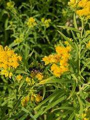Eristalis dimidiata