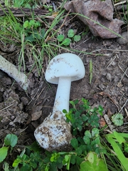 Amanita suballiacea
