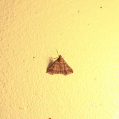 Heterogramma circumflexalis