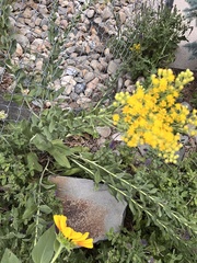 Solidago rigida