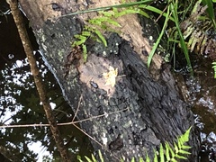 Odontotaenius disjunctus