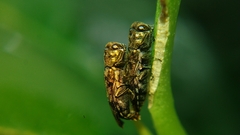 Agrilus