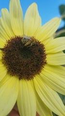 Apinae