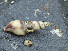 Ophiodermella inermis