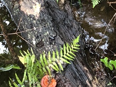 Odontotaenius disjunctus