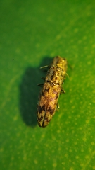 Agrilus