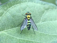 Condylostylus longicornis