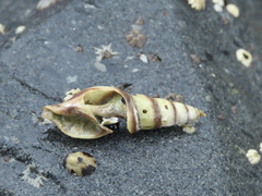 Ophiodermella inermis