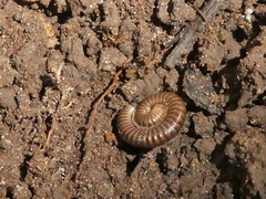 Cylindroiulus