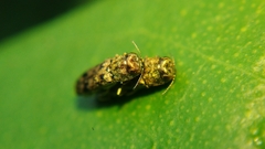 Agrilus