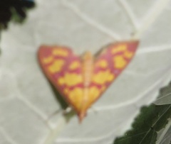 Stenochora lancinalis