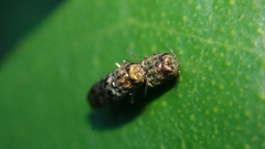 Agrilus