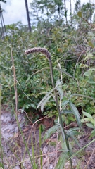 Pterocaulon pycnostachyum