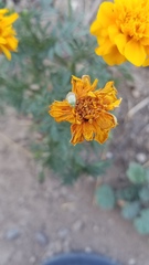 Closterotomus norwegicus