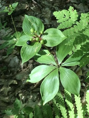 Medeola virginiana