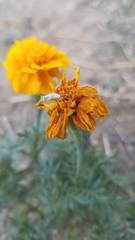 Closterotomus norwegicus