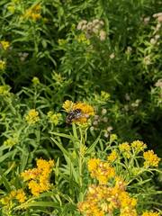 Eristalis dimidiata