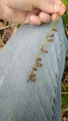 Epipactis atrorubens