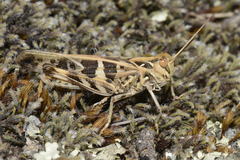Oedaleus decorus