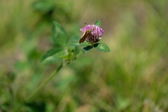 Ochlodes sylvanoides