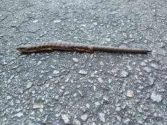 Elgaria multicarinata multicarinata