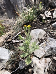 Senecio viscosus