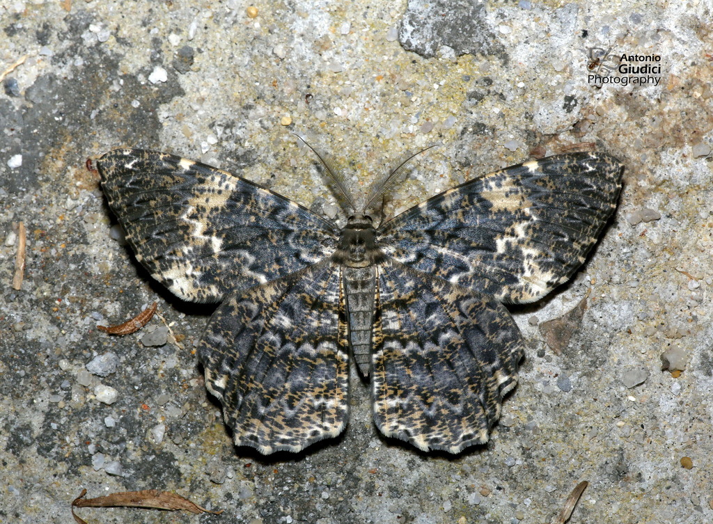 Amblychia hymenaria