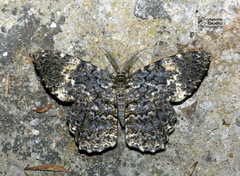Amblychia hymenaria