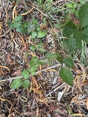 Rubus argutus