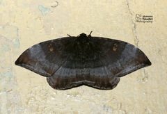 Cyclidia orciferaria